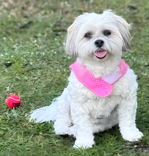Coco the Shih Tzu Bichon smiling, ready to share her June favorites